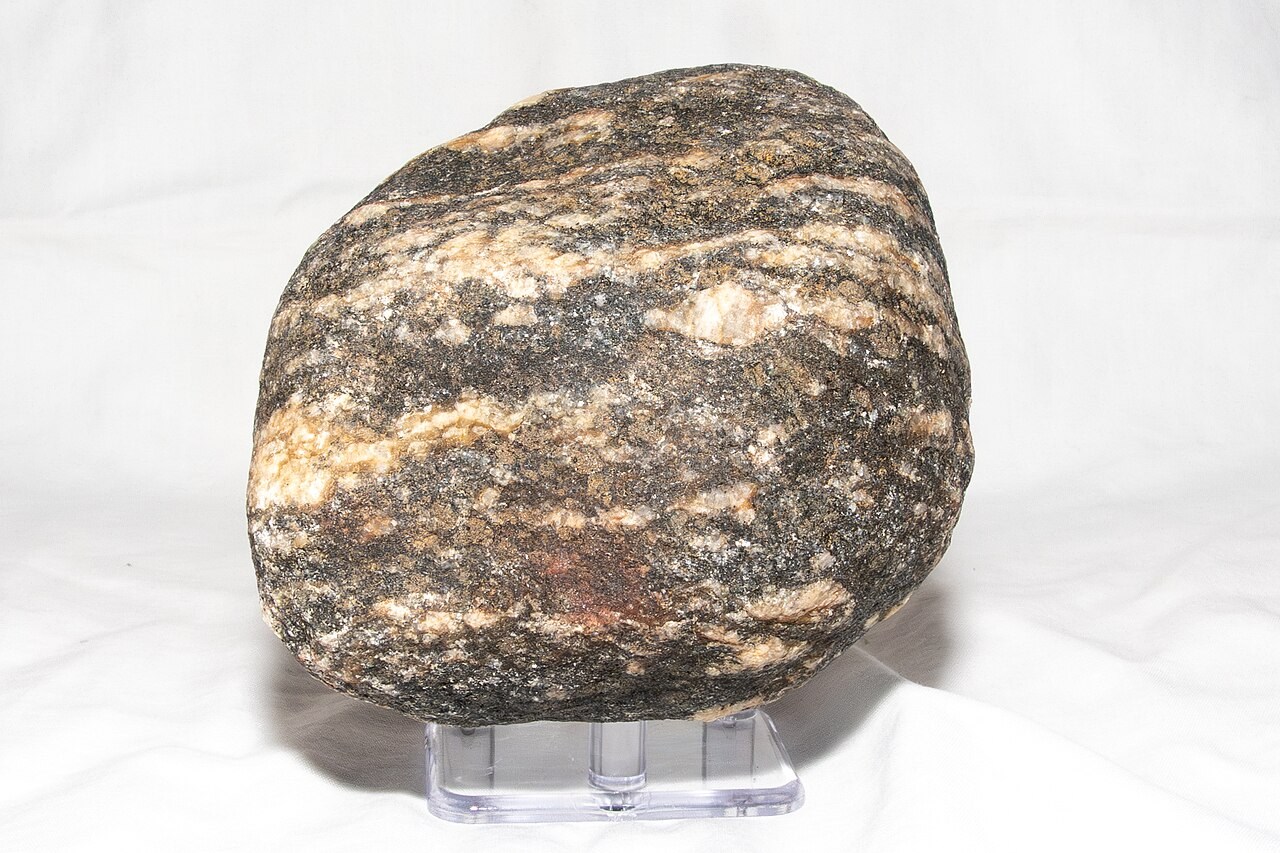 A rounded specimen of augen gneiss with pale mineral eyes enclosed in dark, folded bands.