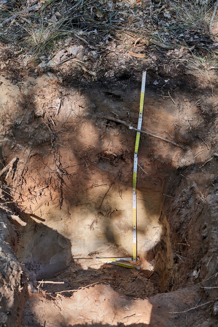 An exposed soil profile beneath woodland at Wuhlheide in Berlin, with a measuring tape against the face.