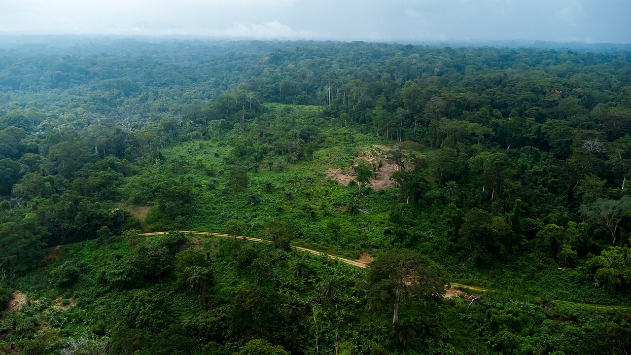 Dense green tropical forest canopy at Bodiman, Cameroon.