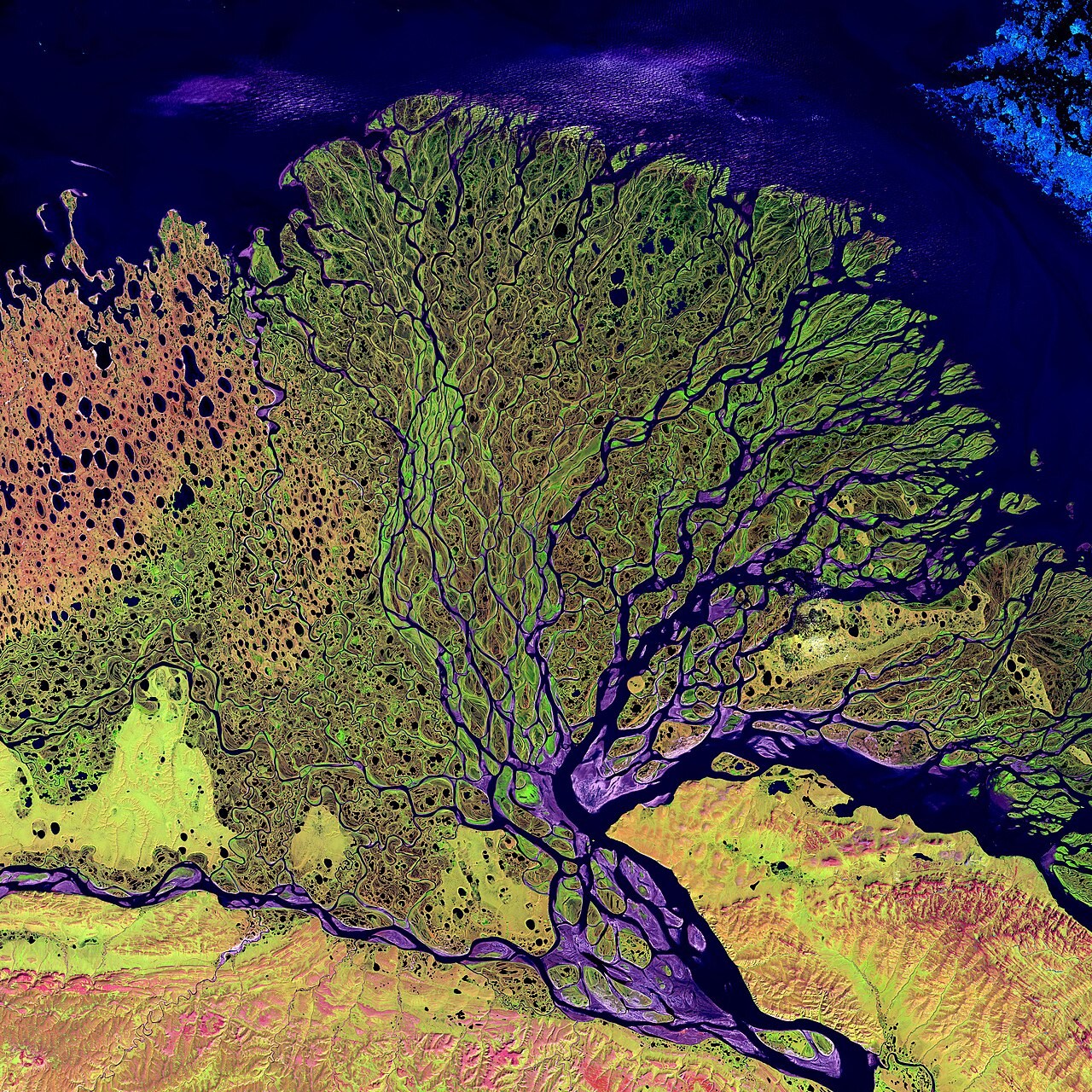 False-colour Landsat image of the Lena Delta with many branching distributaries and islands.