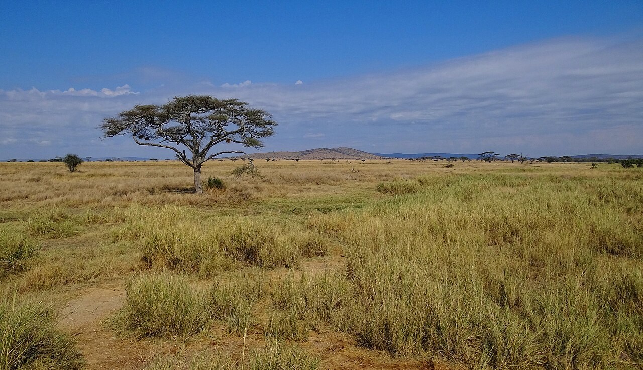 Grassland with scattered acacia trees in Serengeti National Park, Tanzania.